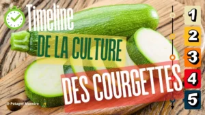 Timeline de la culture des courgettes : calendrier pour réussir semis, croissance et récolte au potager
