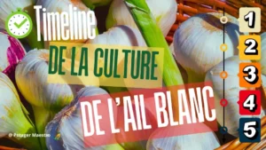 Timeline de la culture de l'ail blanc : calendrier pour réussir la récolte au potager