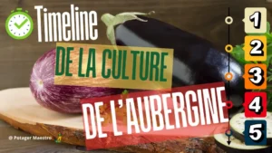 Timeline de la culture des aubergines : calendrier pour réussir semis, croissance et récolte au potager