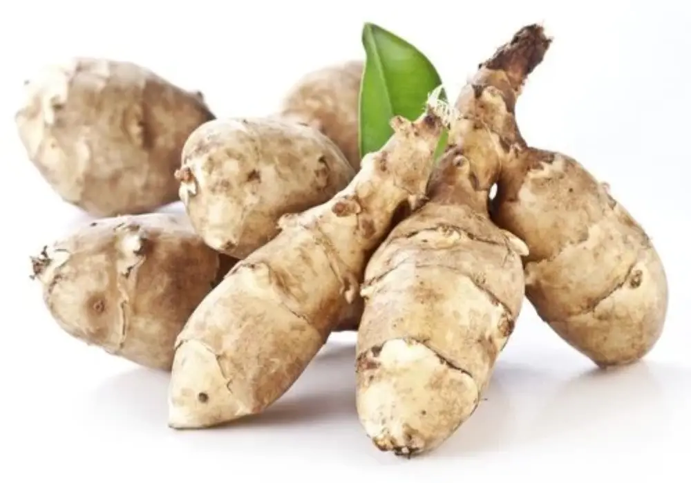Tubercules topinambour crus avec germe vert - plantation printemps potager