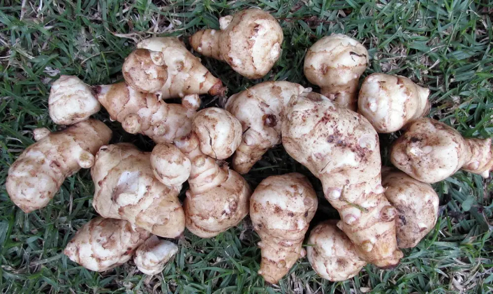 Récolte topinambours fraîchement déterrés sur herbe - culture facile jardin
