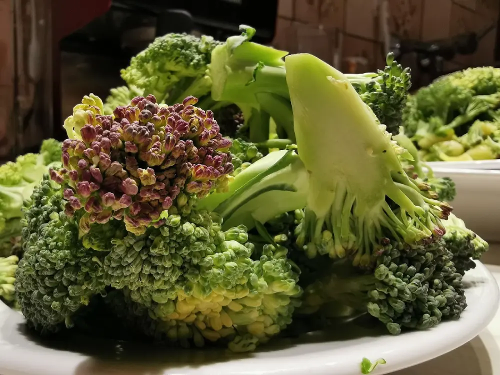 Variétés de brocoli frais vert et violet sur assiette blanche - différents types de brocolis cultivés au potager