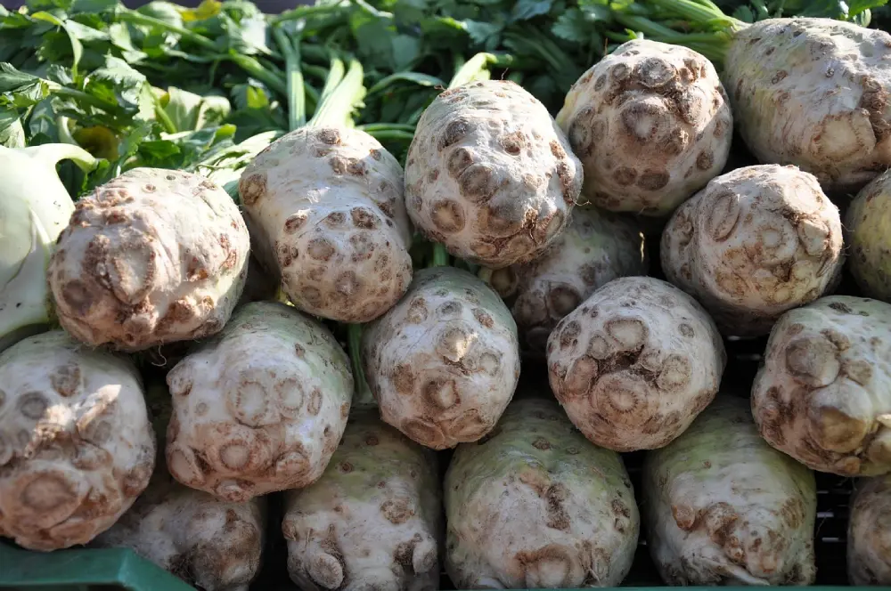Récolte de céleris-raves sans feuillage - légumes d'hiver prêts pour conservation