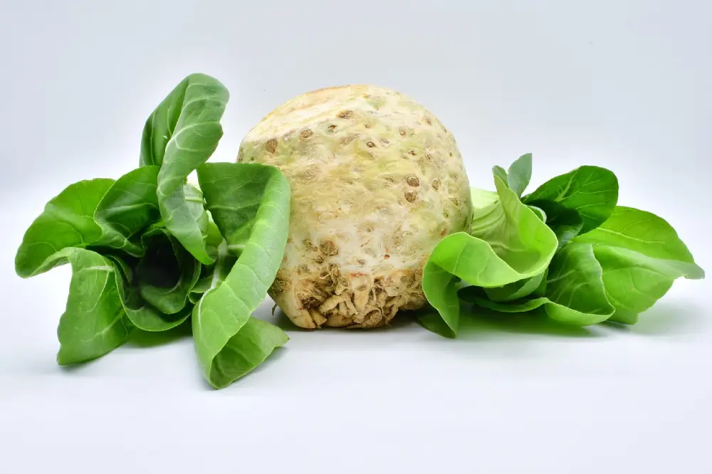 Céleri-rave avec feuilles vertes sur fond blanc - légume racine bio du potager