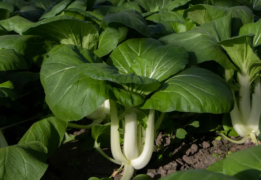 Culture pak-choï au jardin - Plants de chou chinois en croissance avec tiges blanches