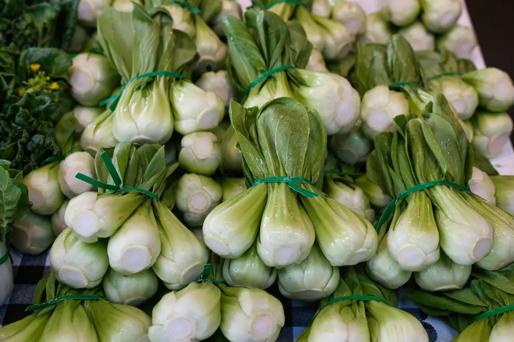 Pak-choï frais récoltés en bottes attachées - Chou chinois prêt pour la vente au marché