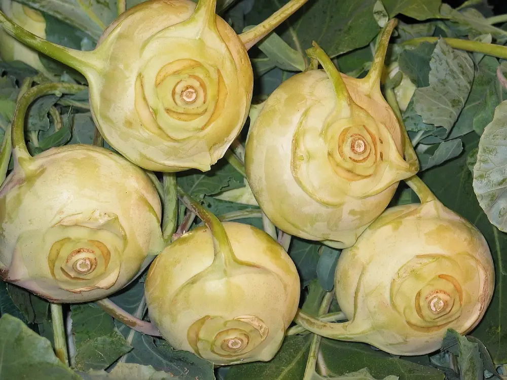 Choux-raves blancs récoltés feuilles potager culture plantation légumes