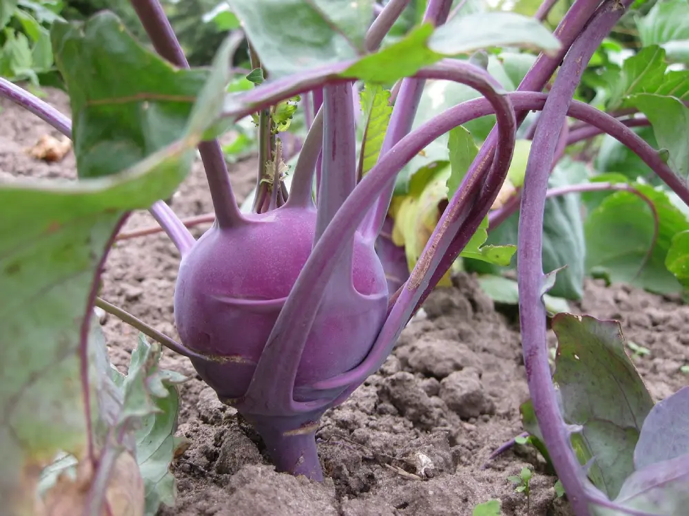 Chou-rave violet croissance potager tiges pourpres culture plantation terre