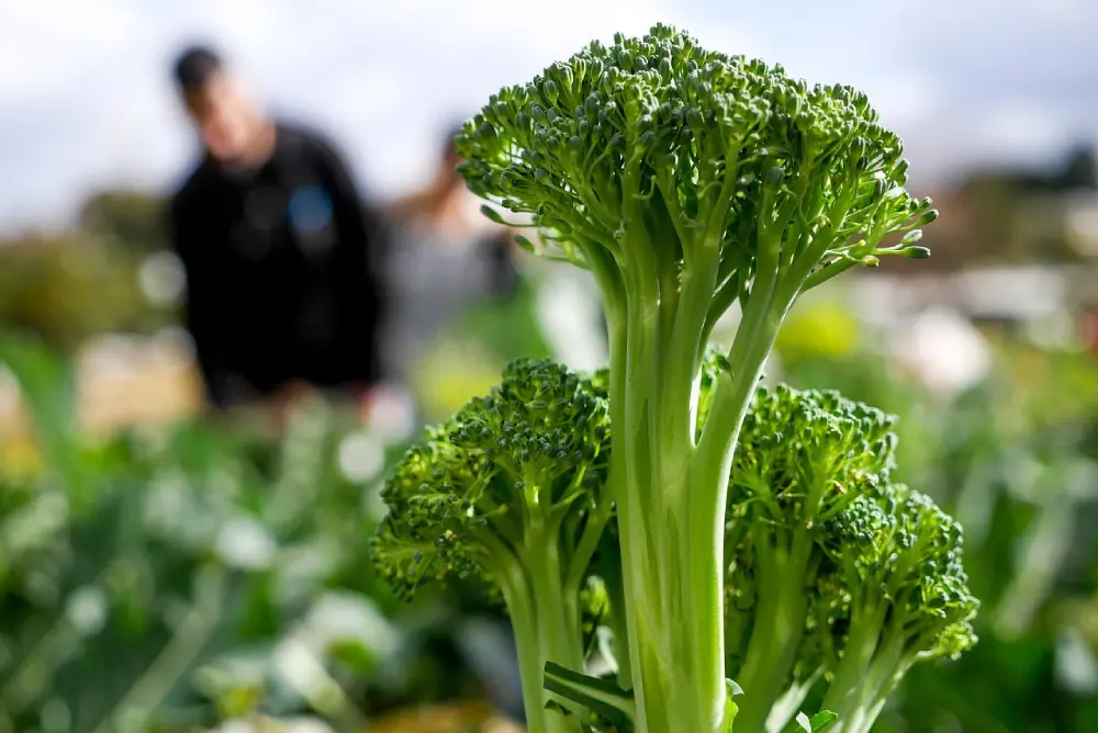 Brocolis frais avec tiges au jardin potager - culture brocoli bio en cours de récolte