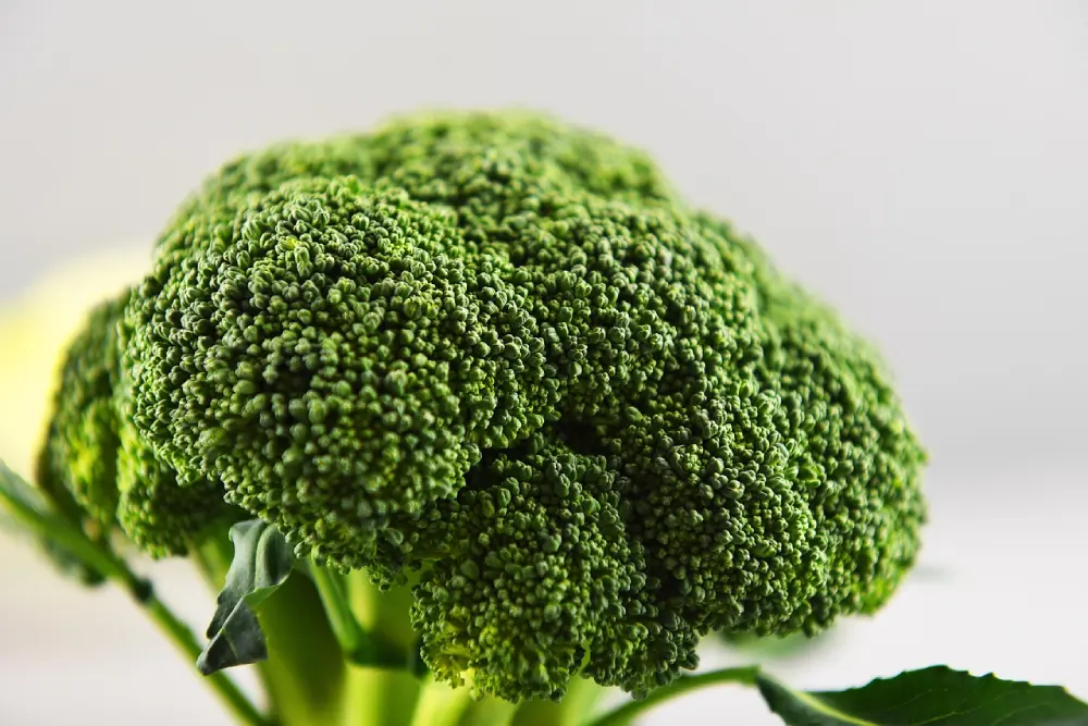 Gros plan tête de brocoli vert frais - texture détaillée fleurettes brocoli cultivé maison