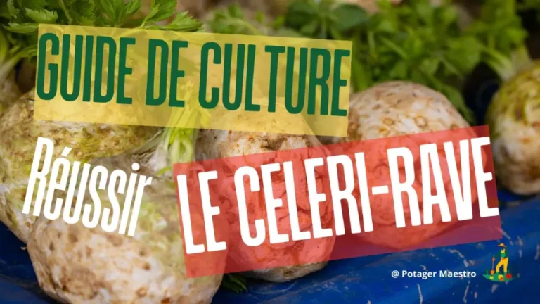 Guide culture céleri-rave - conseils jardinage pour réussir ce légume racine d'hiver