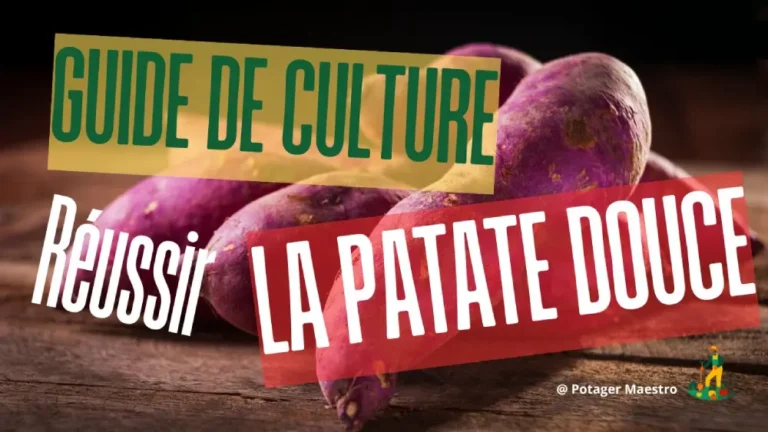 Guide de culture patate douce violette - conseils réussir plantation légume