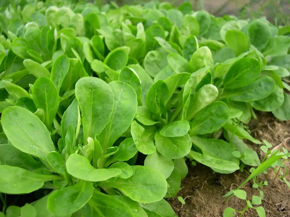 Plants mâche qui poussent au potager - rosettes feuilles vertes culture