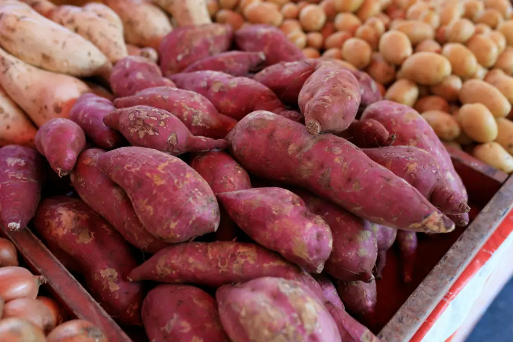 Patates douces violettes marché légumes frais - variétés colorées