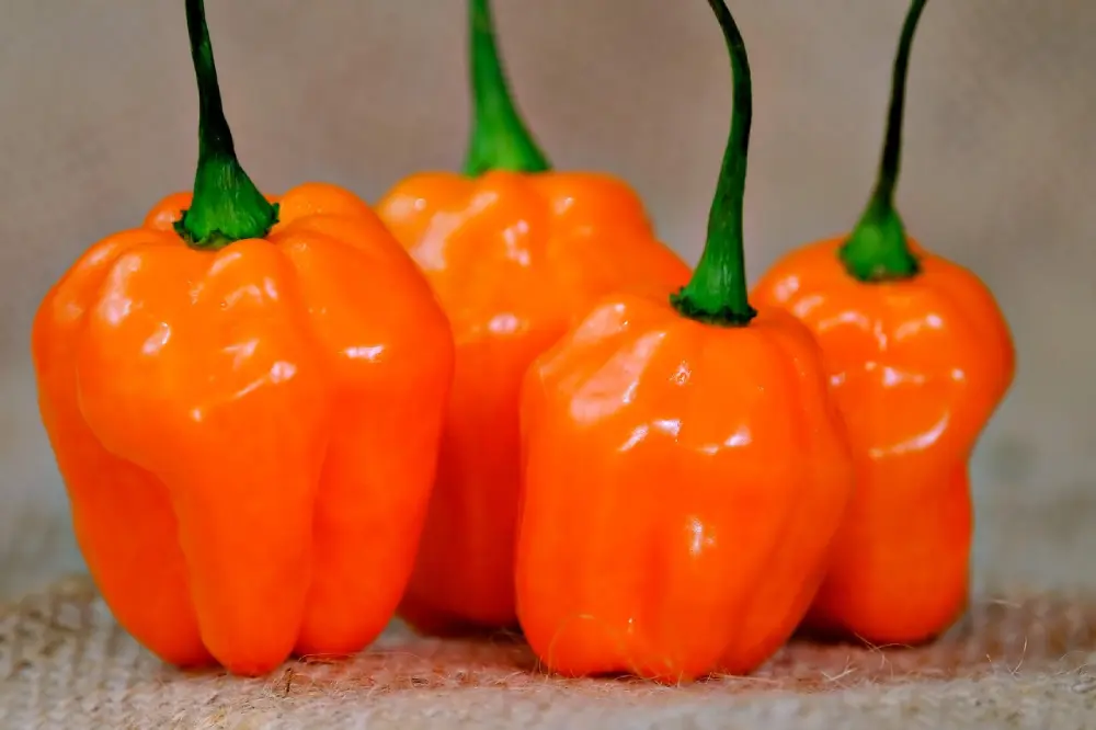 Piments habanero orange mûrs - Variété de piments forts prêts pour la récolte au potager