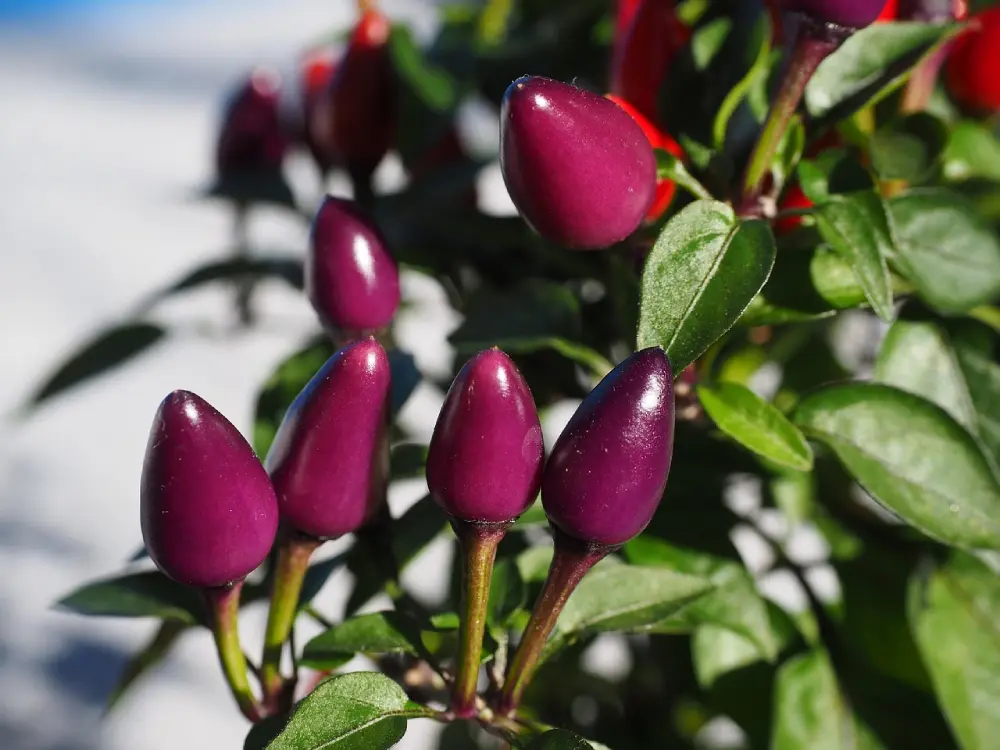 Piments ornementaux violets sur plant - Variété décorative de piments pour culture en pot