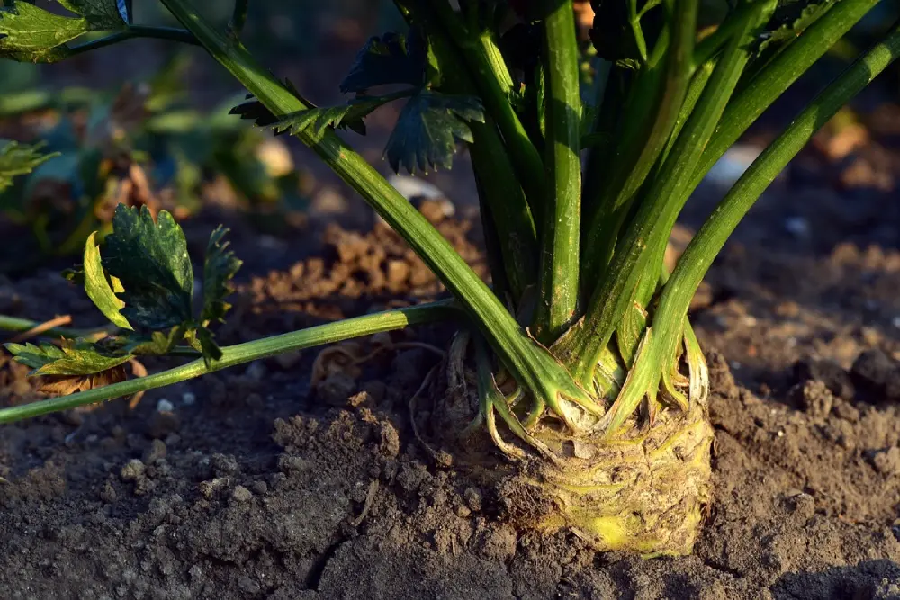 Plant de céleri-rave en culture - développement de la racine tubéreuse au potager