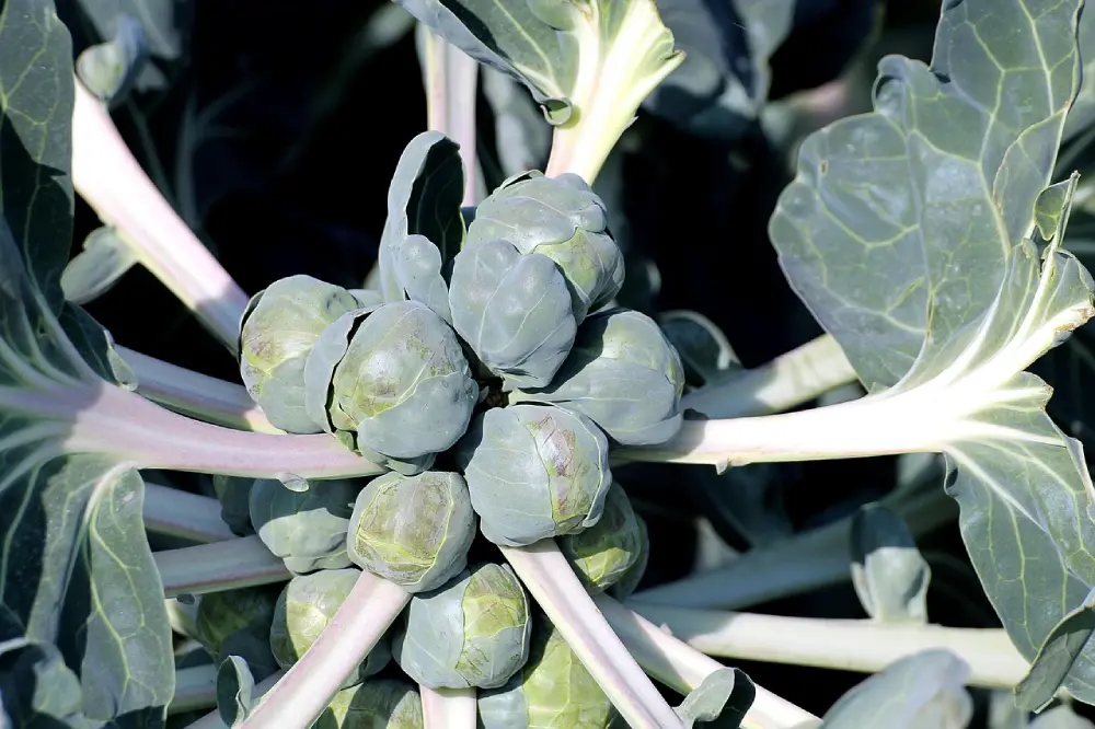 Choux de Bruxelles sur tige potager culture - légumes poussant jardin naturel