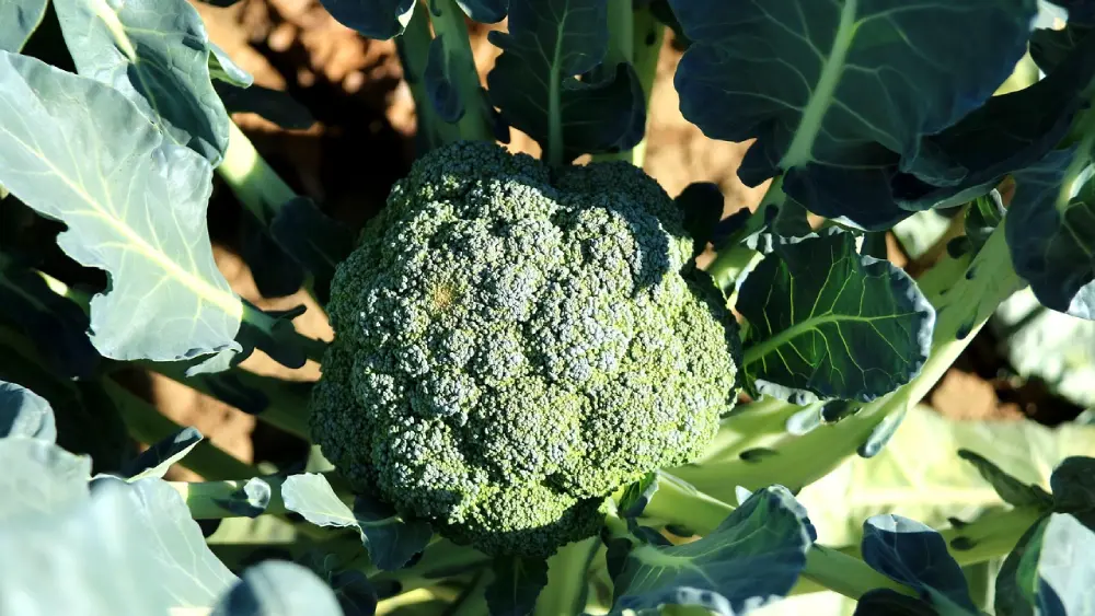 Brocoli en croissance dans potager entouré feuilles - culture brocoli au jardin avant récolte