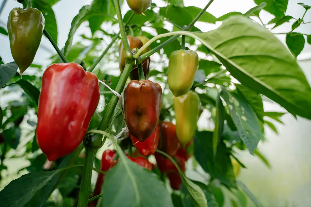 Poivrons multicolores sur plant serre - Culture légumes différents stades maturité
