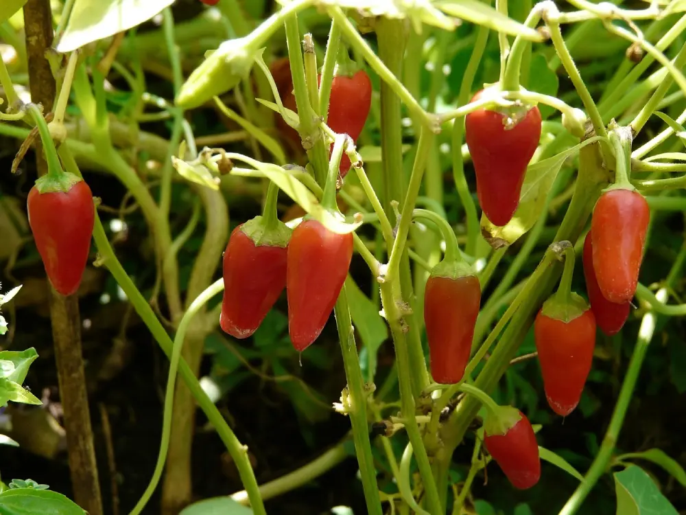 Piments rouges plant jardin - Culture capsicum annuum potager