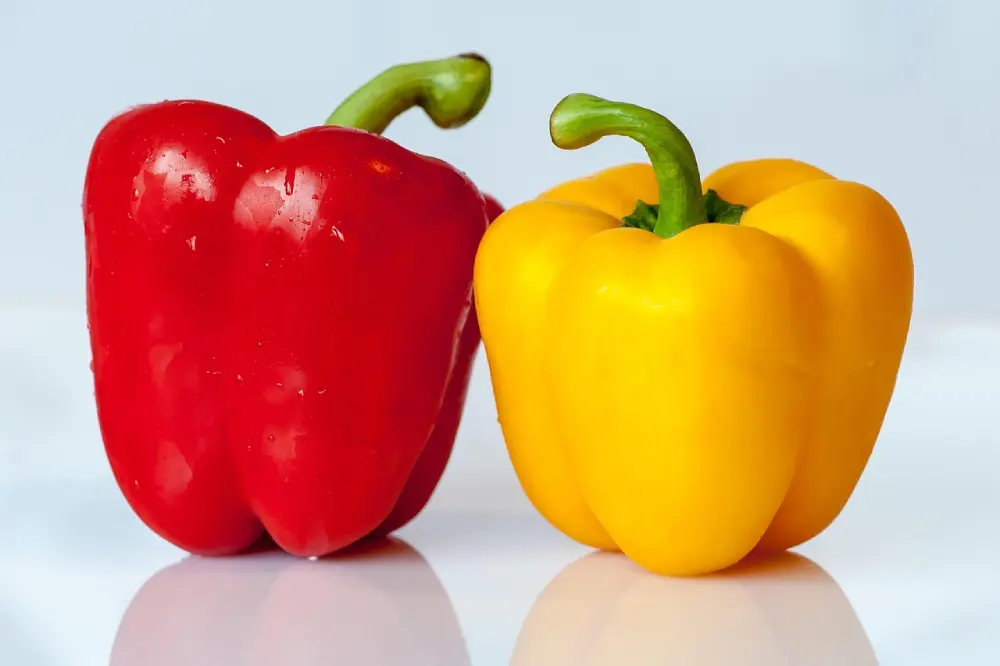 Poivrons rouge et jaune mûrs - Légumes colorés culture potager