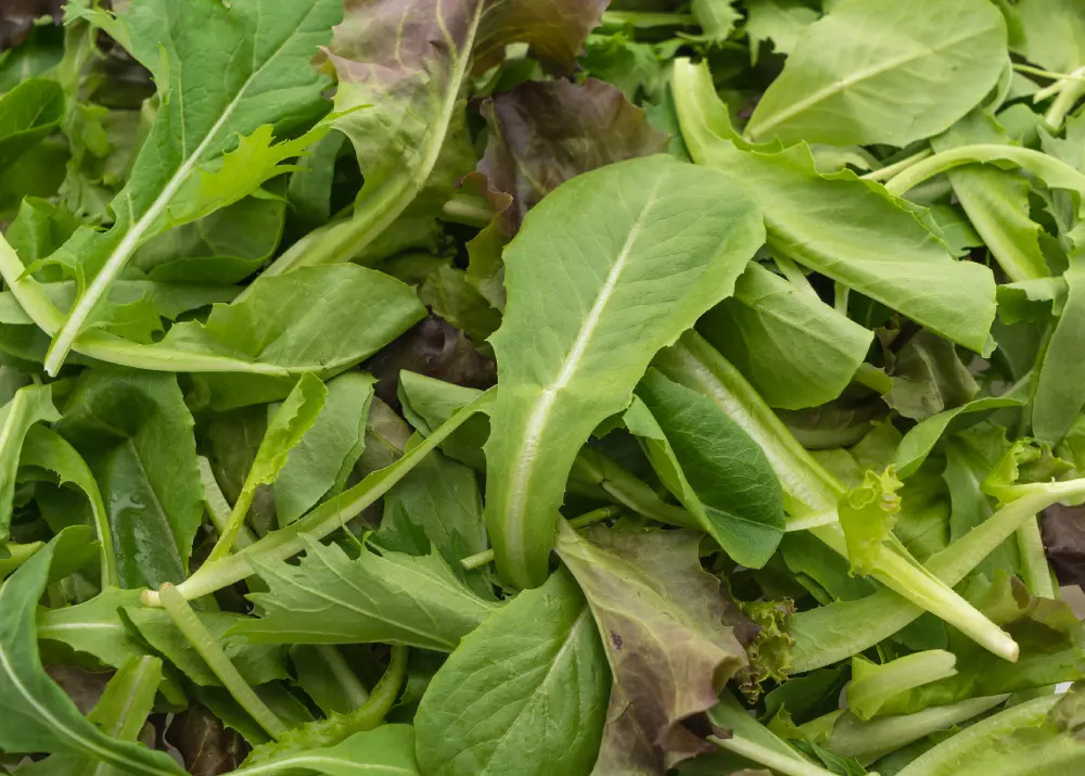 Mélange salades vertes roquette - mesclun roquette fraîche - salade bio potager maison