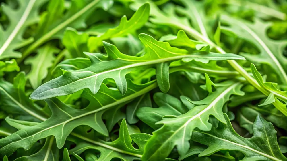 Feuilles roquette fraîche gros plan - roquette cultivée bio - salade verte jardinage