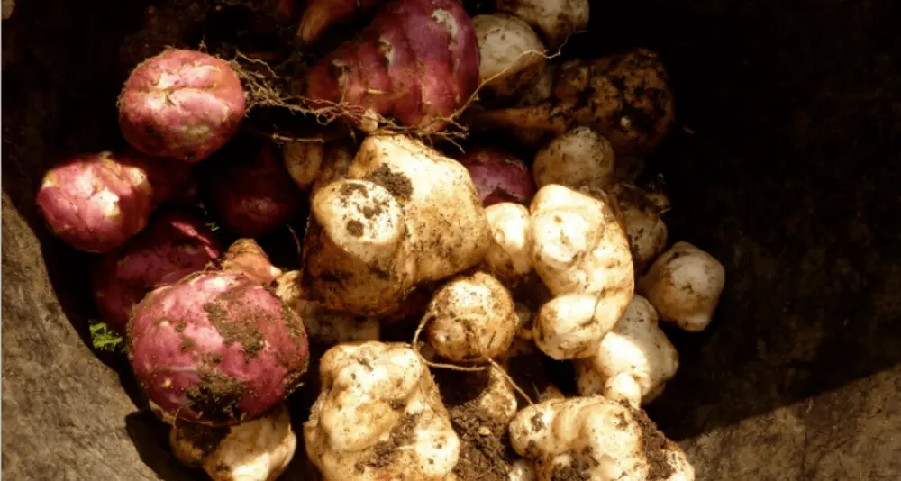 Variétés topinambours récoltés : blancs roses violets dans panier - diversité cultivars