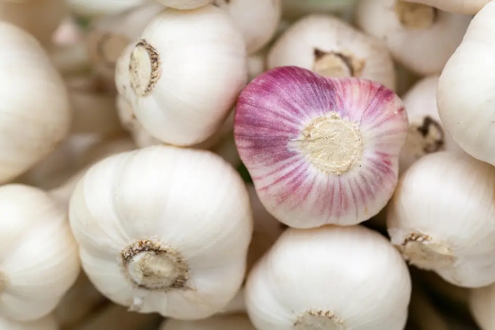 Ail rose ouvert montrant gousses violettes - aromate épices naturelles - culture méditerranéenne