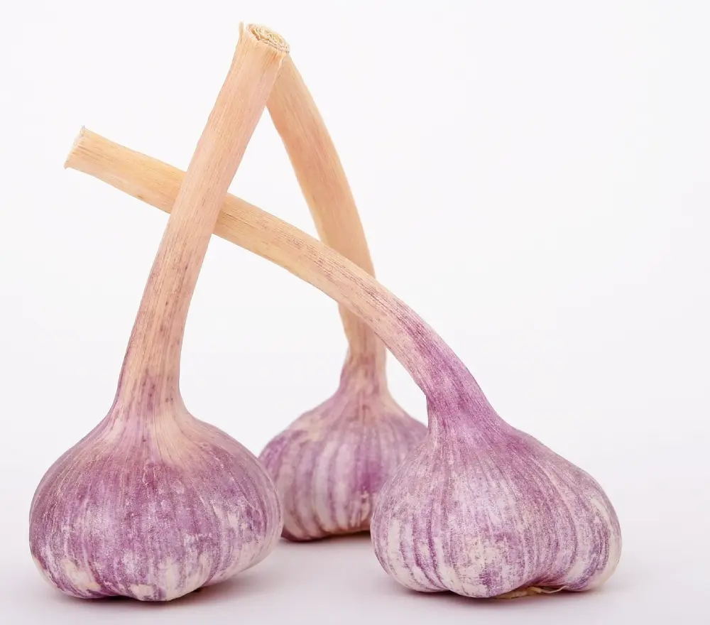 Ail violet frais longues tiges potager