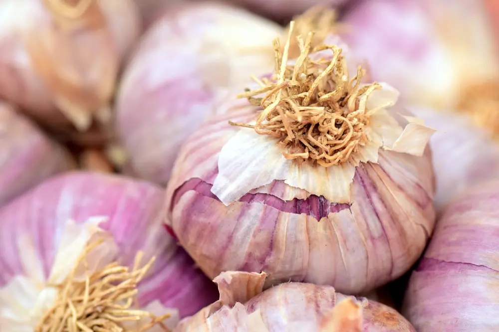 Ail violet séché racines conservation stockage après récolte été