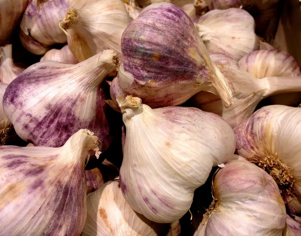 Collection ail violet variétés bulbes striés culture potager