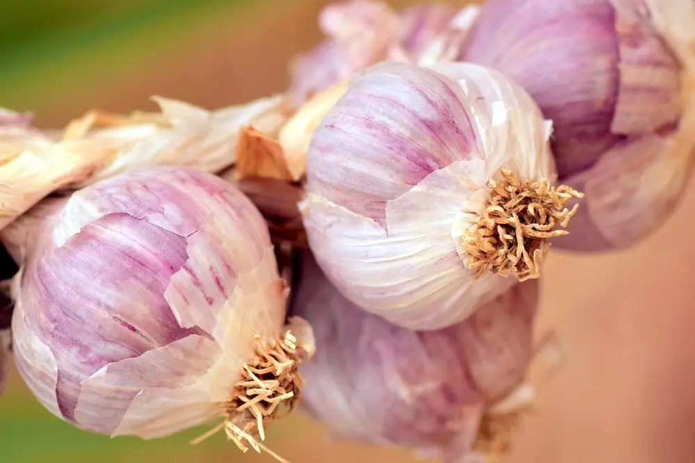Ail violet récolté tiges séchage conservation méthode traditionnelle