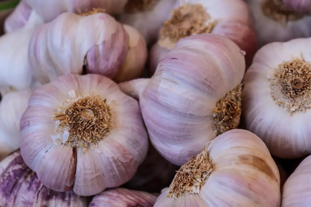 Bulbes ail rose séchés avec racines - conservation après récolte été - culture bio potager