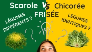 Infographie scarole vs chicorée frisée différences légumes identiques, guide jardinage confusion