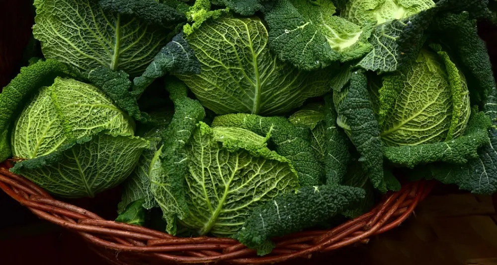 Récolte choux de Milan dans panier osier - Légumes frais du potager