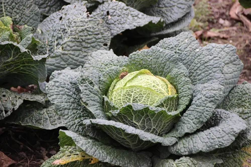 Chou de Milan dans potager - Culture légume frisé au jardin