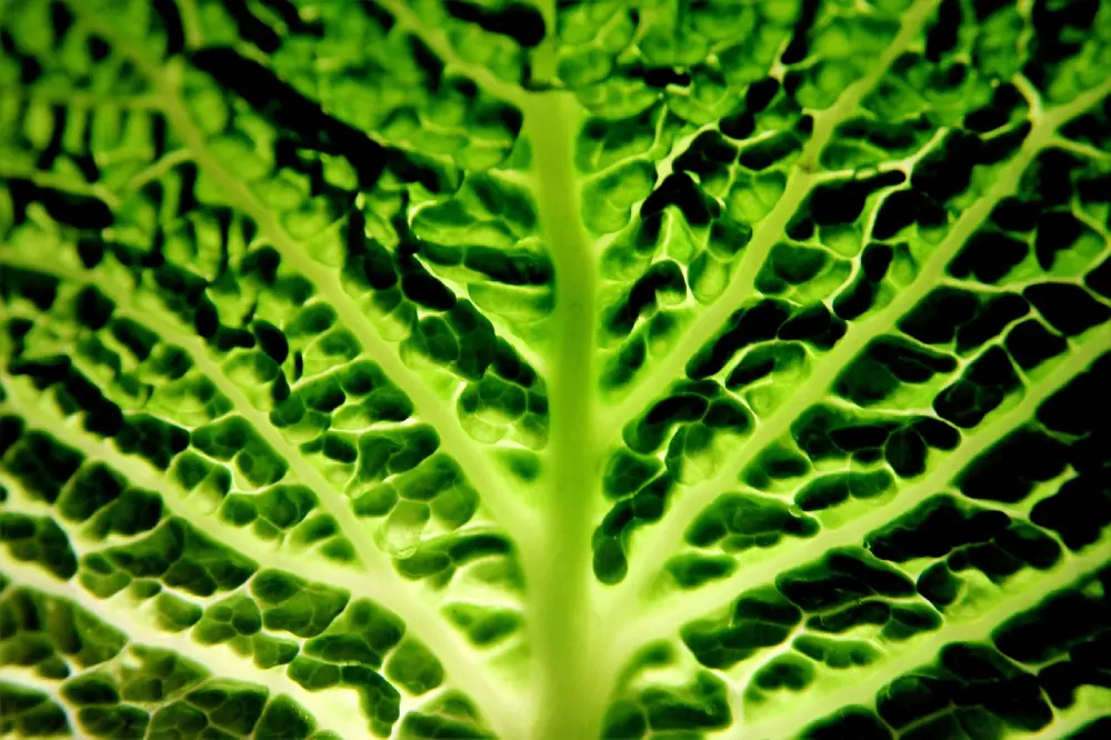 Nervures feuille chou de Milan - Détail texture gaufrée légume crucifère