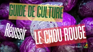 Guide culture chou rouge jardinage potager réussir semis plantation légume