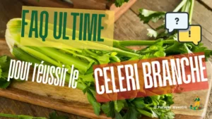 FAQ ultime céleri branche guide complet réussir culture conseils jardinage