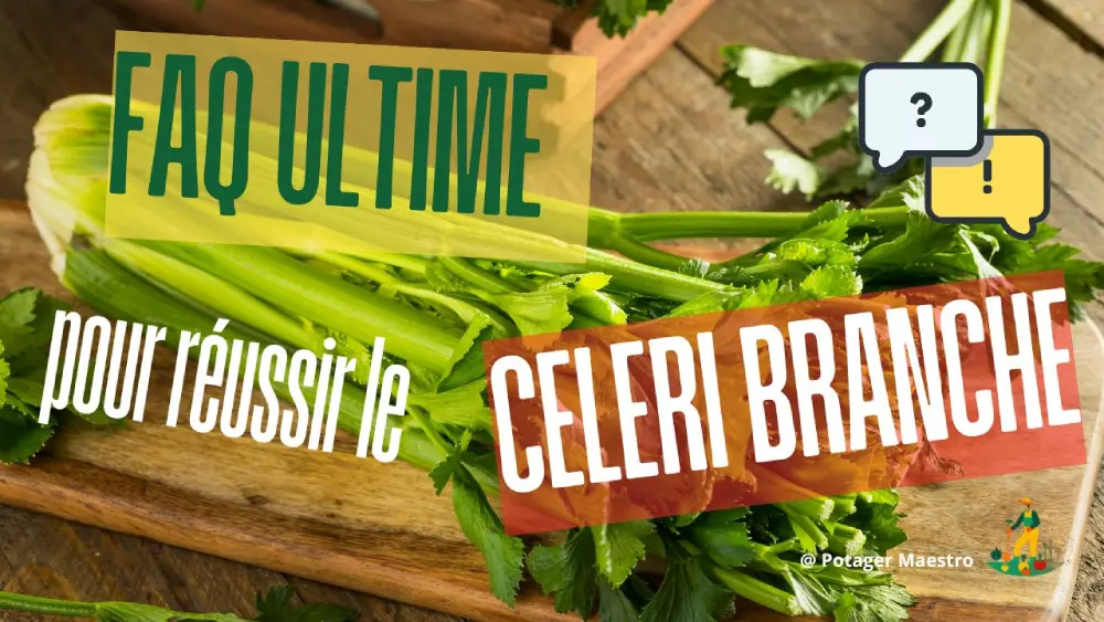 FAQ ultime céleri branche guide complet réussir culture conseils jardinage