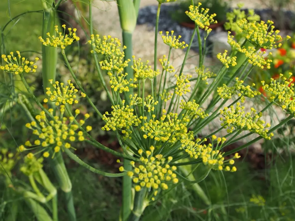 Fleurs jaunes fenouil en ombelles - montaison graines récolte semences jardinage