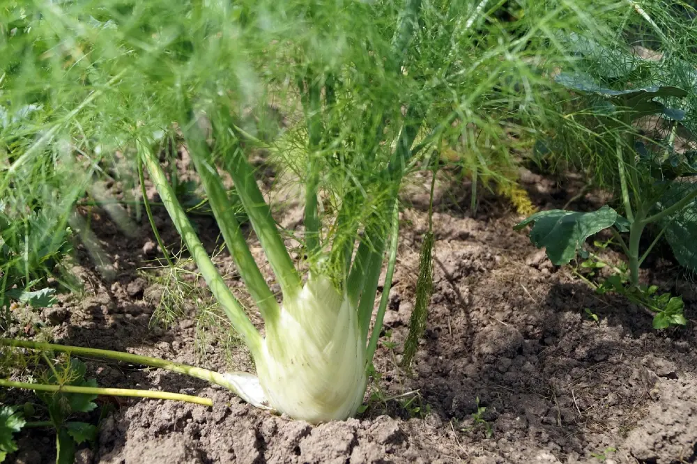 Fenouil bulbeux en croissance au potager - bulbe blanc formation culture légume