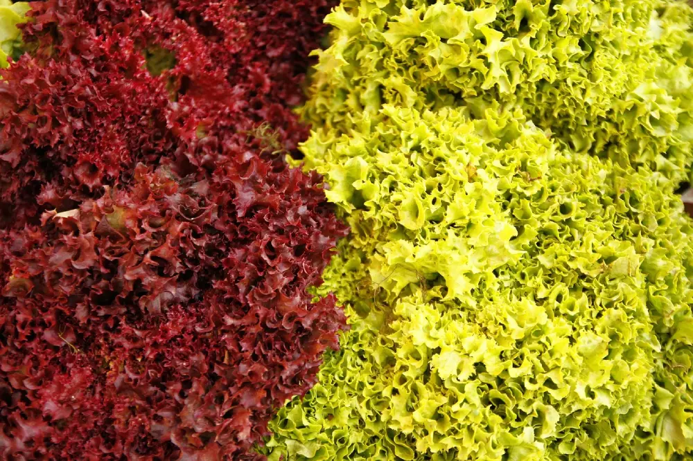 Chicorées frisées rouge verte variétés culture potager diversité salade automne récolte jardin