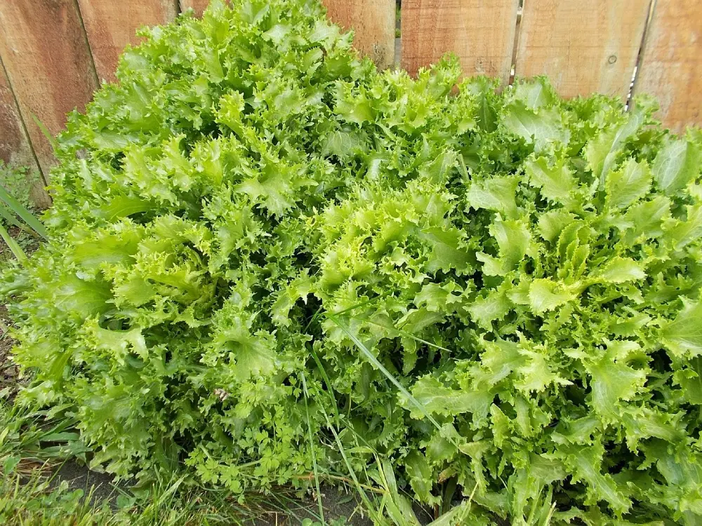 Chicorée frisée feuilles découpées dentelées jardin potager culture semis salade automne hiver