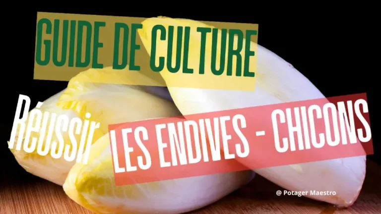 Guide culture endives chicons jardinage Potager Maestro semis forçage récolte légumes potager hiver