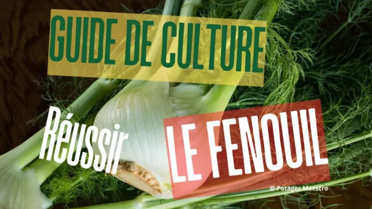 Guide de culture du fenouil - réussir la plantation et récolte au potager bio