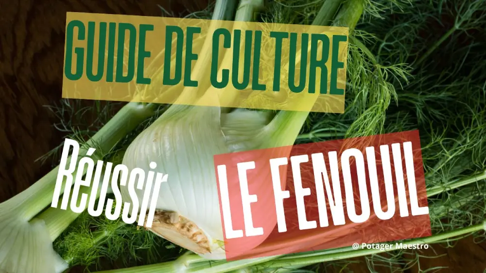 Guide de culture du fenouil - réussir la plantation et récolte au potager bio