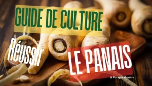 Guide ultime culture panais légume racine potager conseils jardinage bio réussir plantation